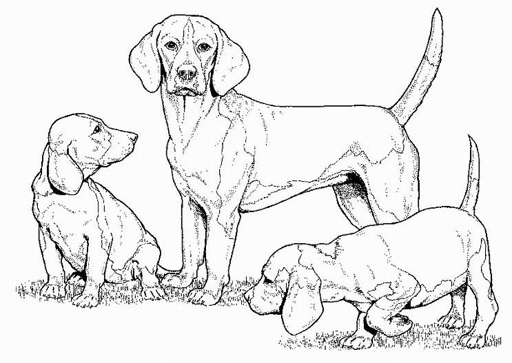coloriage beagle et ses deux chiots